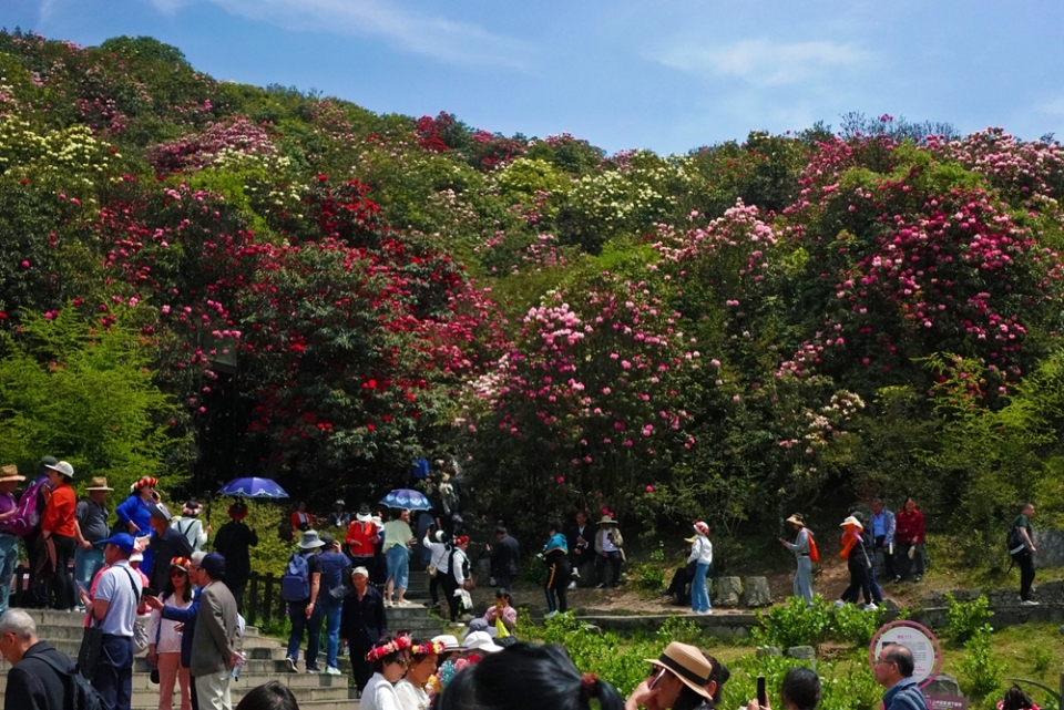 贵州毕节百里杜鹃迎盛花期 邀您共赴春日“地球彩带”之约_fororder_微信图片_20250416222707